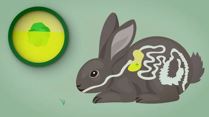 Digestion process in small mammals — screenshot 1