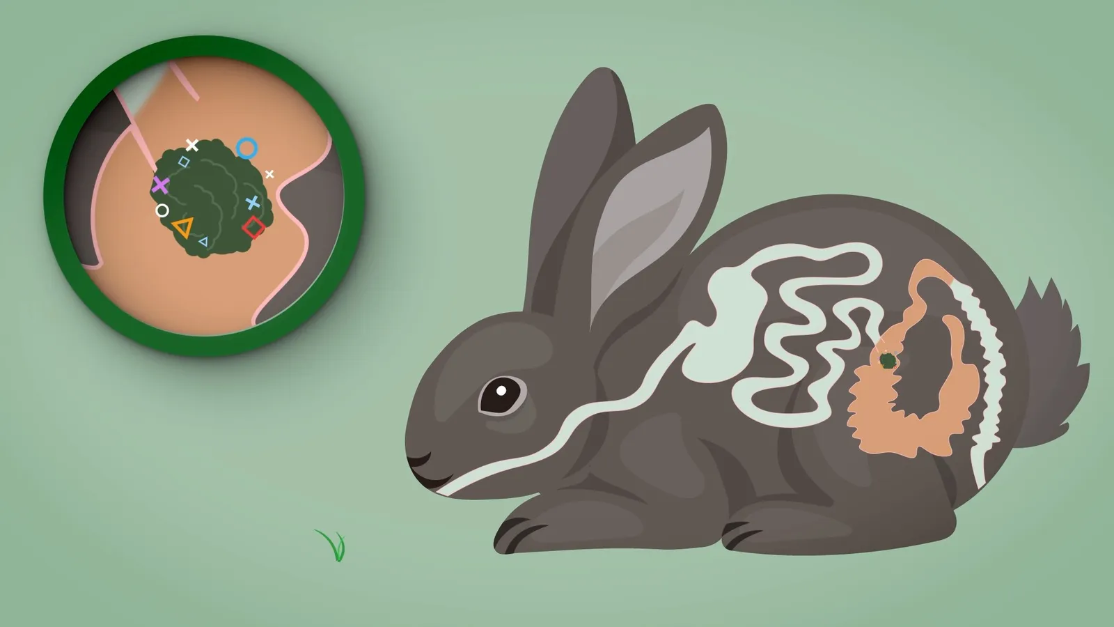 Digestion process in small mammals