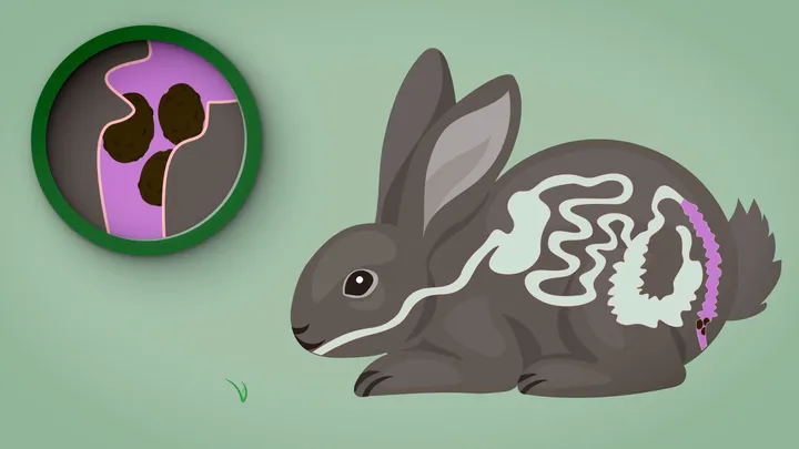 Digestion process in small mammals — screenshot 2